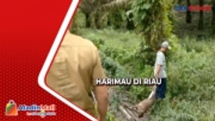 Descargar video: Harimau Sumatera Makan 2 Ekor Sapi Milik Warga di Riau