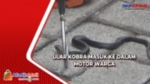 Ngeri, Detik-Detik Ular Kobra Masuk ke Dalam Motor Warga di Jombang