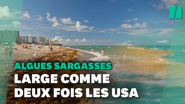Un amas d'algues long comme deux fois les États-Unis se dirige vers les côtes américaines