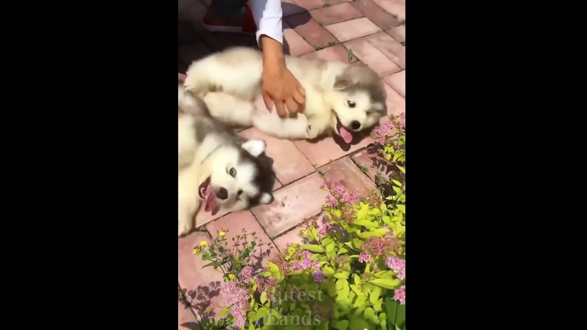 Cute Pets And Funny Animals Compilation