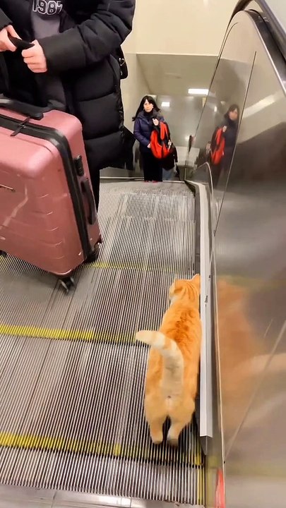 Kucing oyen galau