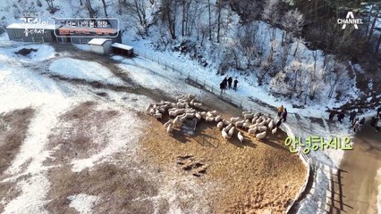 양치기 소년(?) 김창옥! 하다 하다 이제는 동물과 소통하는 '만물 소통 전문가' 포-스★