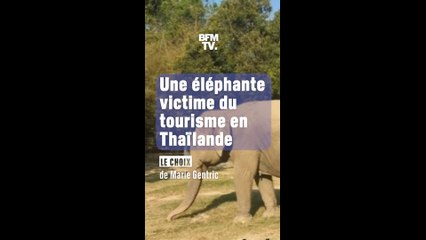 Une éléphante victime du tourisme en Thaïlande