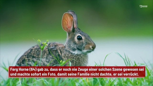 Kaninchen klettern auf Schafe, um sich vor steigendem Wasser zu retten