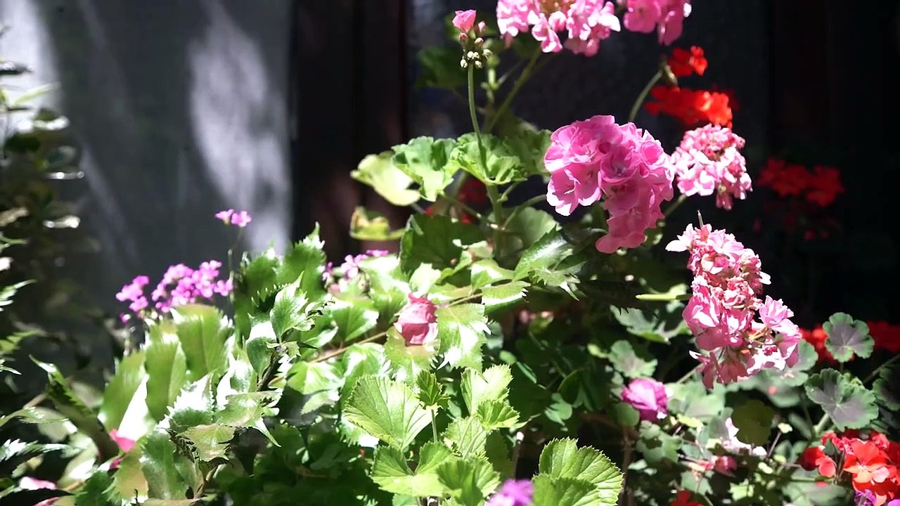 Patios de Córdoba. Turismo de Córdoba