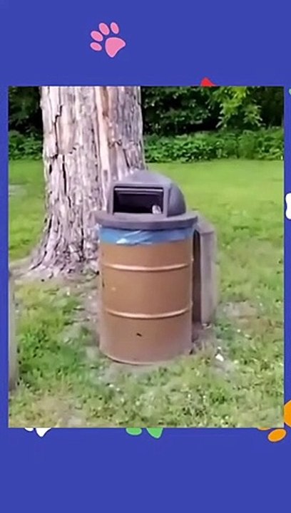 Try not to laugh Funny animals‖ #shorts ‖ Fun Store #animals #cats_2