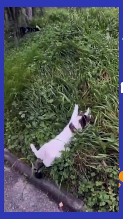 Try not to laugh Funny animals‖ #shorts ‖ Fun Store #animals #cats_3