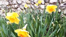 Why do daffodils go blind - we asked RHS