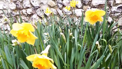 Why do daffodils go blind - we asked RHS