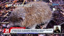 2 bagong species ng hedgehogs, nadiskubre sa Mindanao; Tinatawag na 'Podogymnura Intermedia' at 'Podogymnura Minima' | 24 Oras