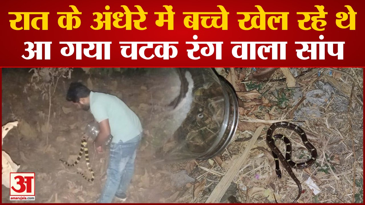 Korba News: बच्चे खेल रहे थे आग गाय चटक रंग वाला सांप, वन विभाग ने किया रेस्क्यू