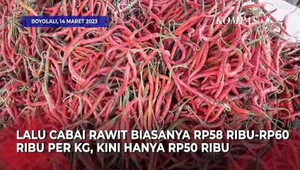 Petani Mengeluh! Harga Cabai Merosot Gara-gara Abu Vulkanik Gunung Merapi