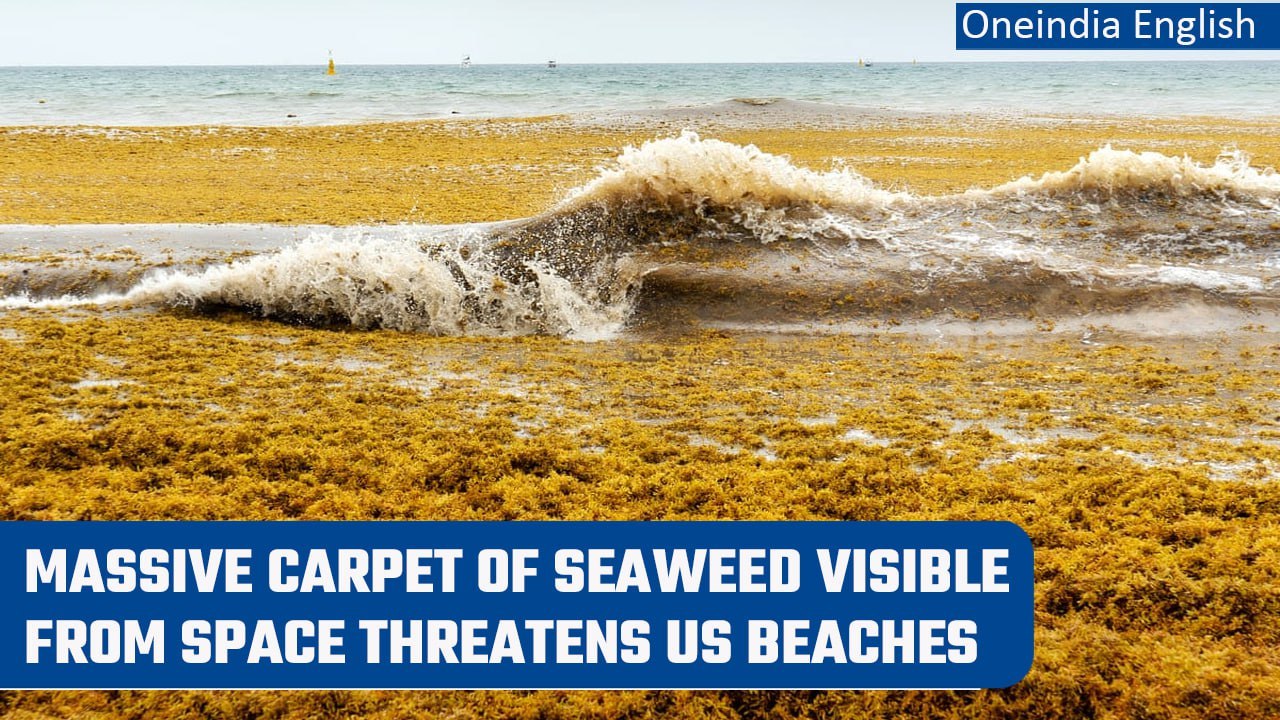 Great Atlantic Sargassum Belt: Enormous seaweed...