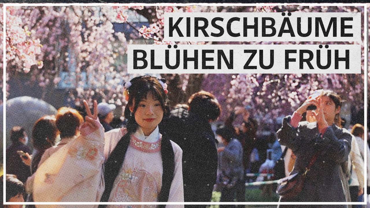 Verfrühter Frühling für die japanische Kirschblüte