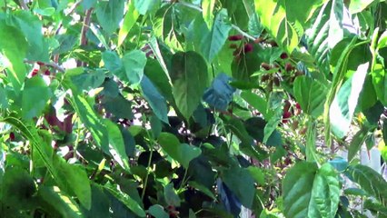 Despacito - Luis Fonsi ｜ Harmonica Music