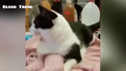 Funniest Animals 2023 Funniest Cats and Dogs| Cat video 2023
