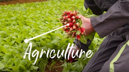 Voyons voir - Le salon de l'agriculture