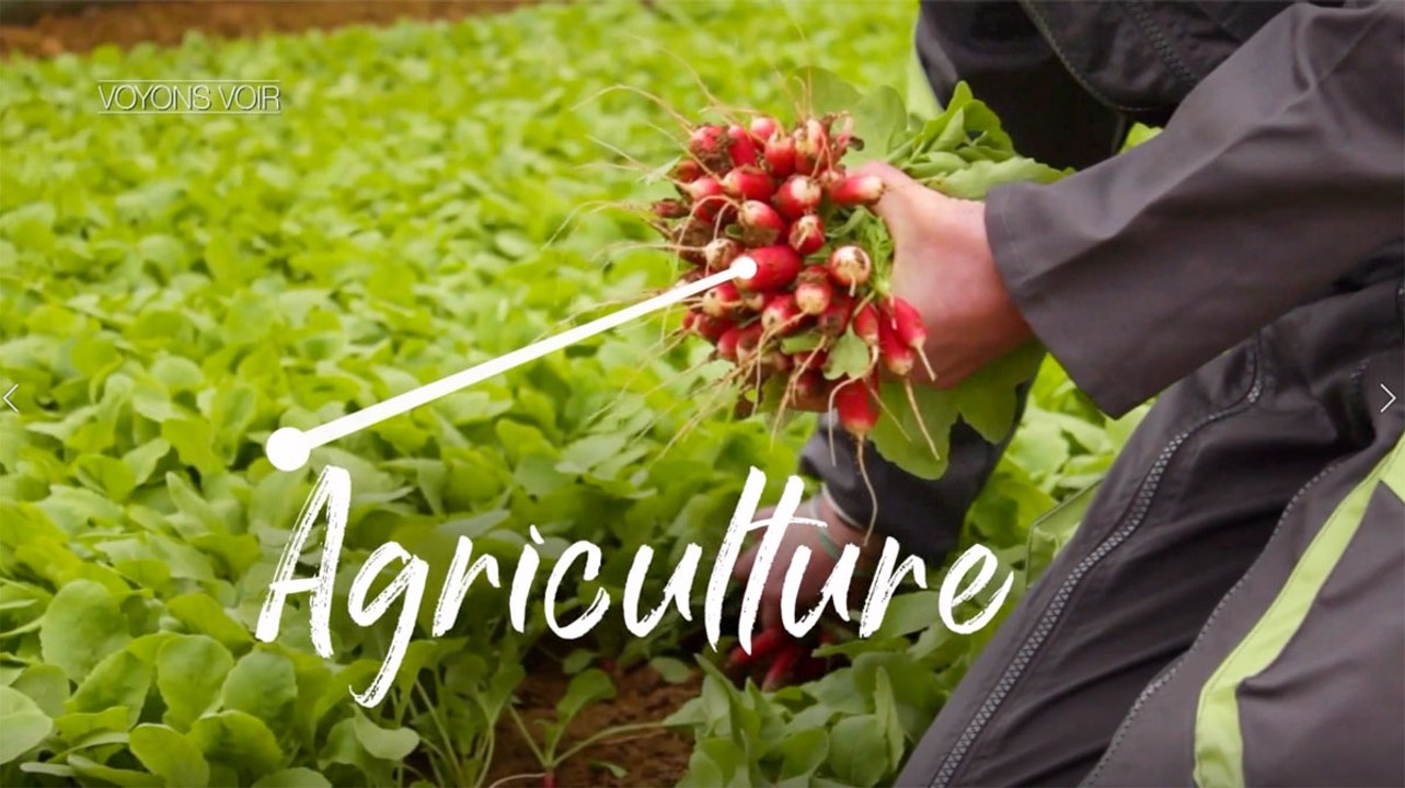 Voyons voir - Le salon de l'agriculture