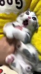 Funny cat videos | cute cats | Try not to laugh | Cat videos Compilation 2023