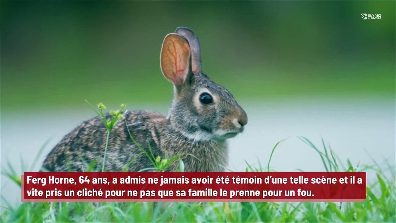 Des lapins montent sur des moutons pour éviter la montée des eaux !