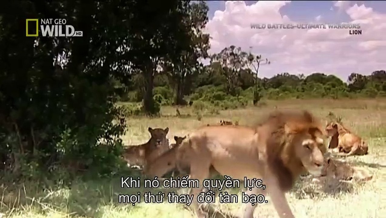 Lion vs Lion,Lions Fight to Death - Wild nature