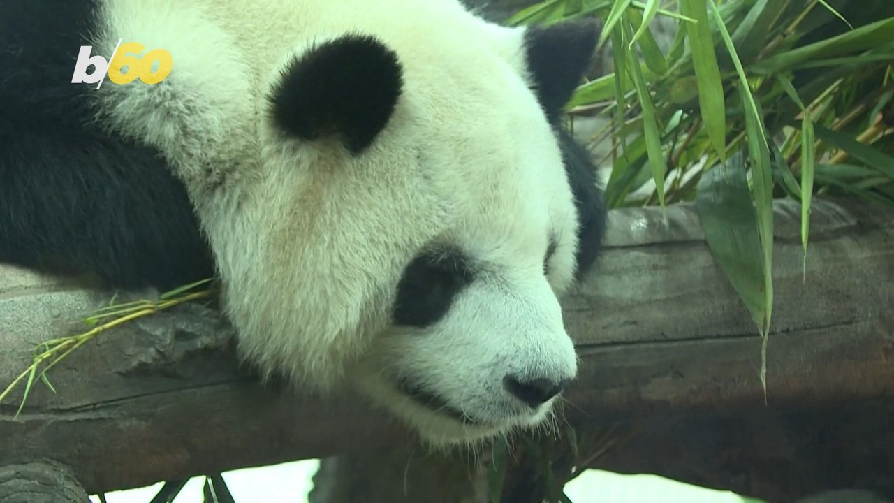 ‘Panda Fever’ Has Everyone In China Smiling