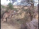 Giraffe kills lion. Giraffe attacks lion pride and kicks one of them to death