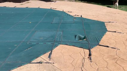 Husky Finds Portal to the Pool