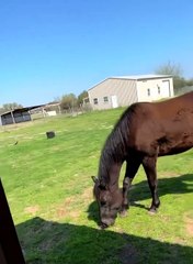 It's Peppy's World And We're Just Living In It