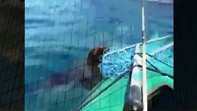 Sea Lion Attacks Kayaker Best Wild Animal Videos Animal Attacks And Loves when animals attack