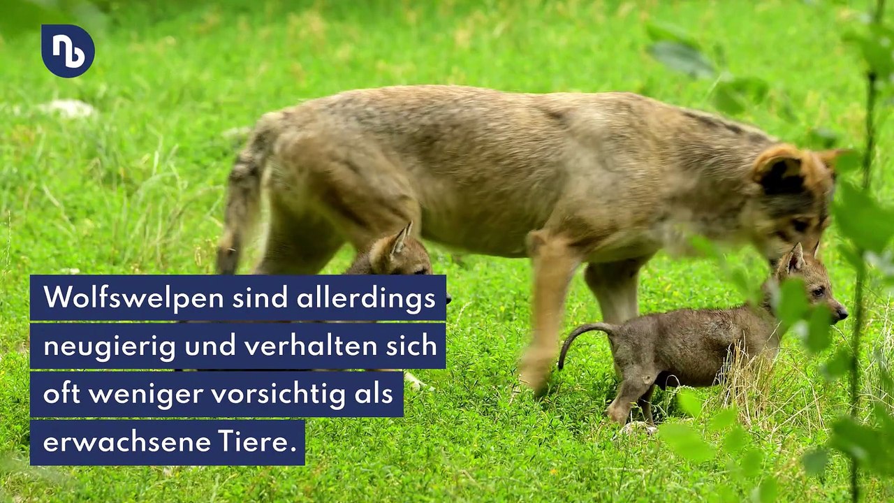 Begegnung mit einem wolf - so verhalten sie sich richtig!