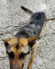 Pastor alemão "malnutrido" resgatado de interior de moradia em Alenquer