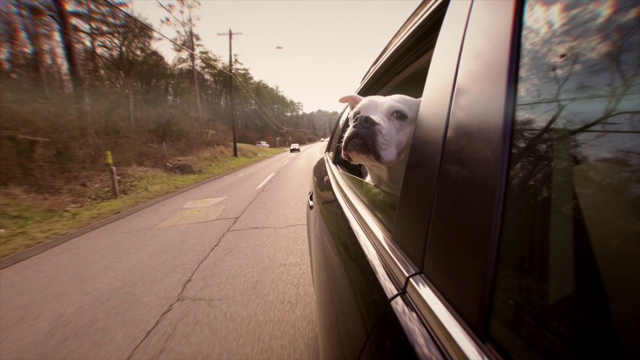 Il tuo cane soffre di mal d'auto? Ecco quali sono i sintomi