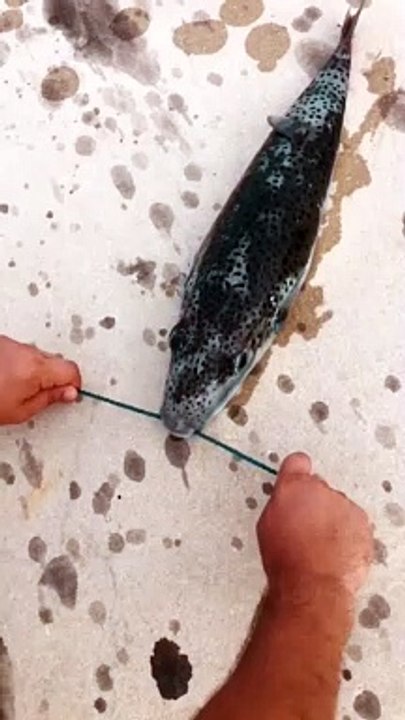 06.Rope cuter fish