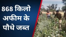 राजसमंद : पुलिस की बड़ी कार्यवाही, अवैध रूप से अफीम की खेती करनी पड़ी भारी, पुलिस ने 868 किलो अफीम के पौधे जब्त किए
