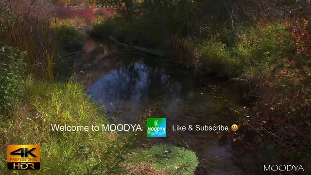 4K HDR Proxy+M Nature Video - Trickling Autumn Brook & Falling Leaves - Daily Nature Relaxation