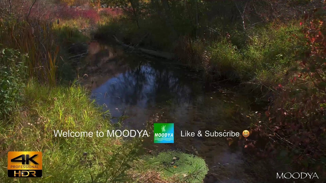 4K HDR Proxy+M Nature Video - Trickling Autumn Brook & Falling Leaves - Daily Nature Relaxation
