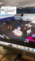 Le gang des chiens a encore frappé