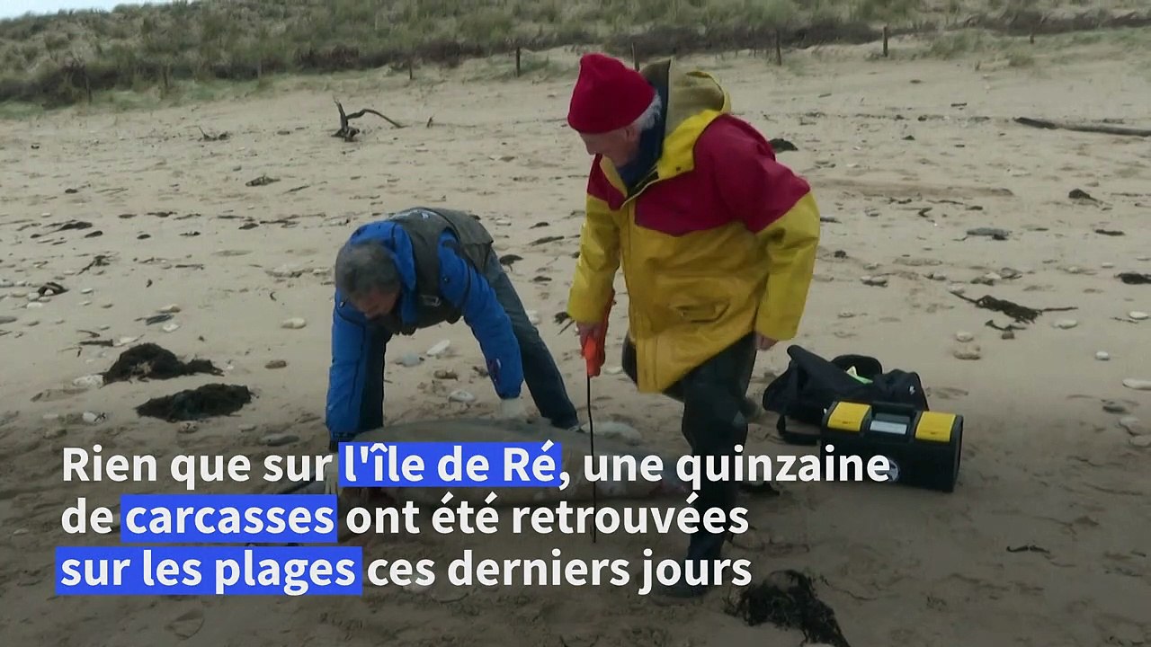 Nouvel échouage "massif" de dauphins sur la côte atlantique