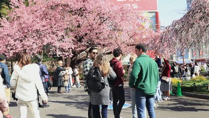 Record early start for Tokyo's cherry blossoms