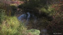 4K HDR Proxy TV  Nature Video - Trickling Autumn Brook & Falling Leaves - Daily Nature Relaxation