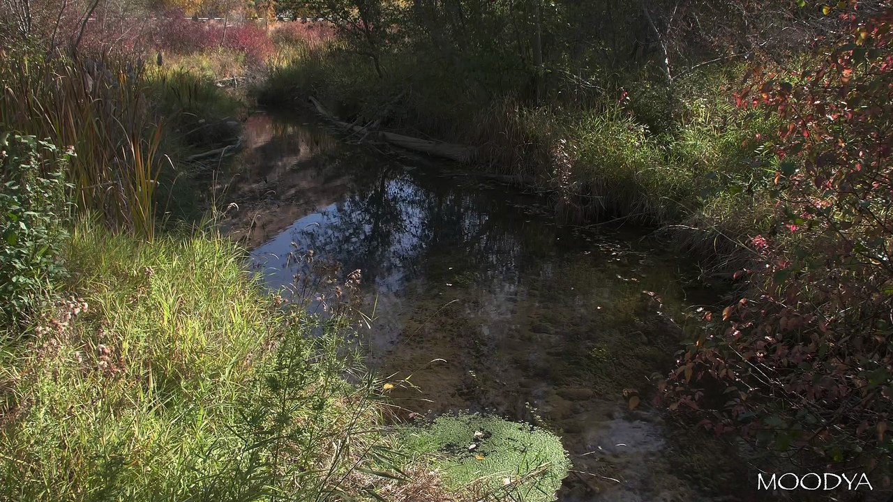 4K HDR Proxy+TV  Nature Video - Trickling Autumn Brook & Falling Leaves - Daily Nature Relaxation