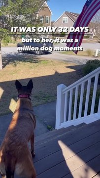 Dog has heartwarming reaction to owner's homecoming