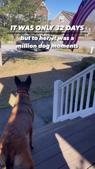 Dog has heartwarming reaction to owner's homecoming