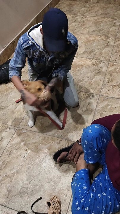 Beagle Trimming Session at home First Time l Part  5