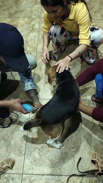 Beagle Trimming Session at home First Time l Part 6