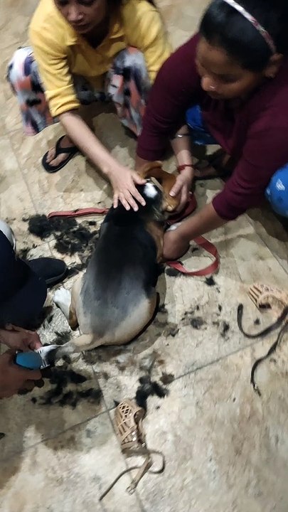 Beagle Trimming Session at home First Time l Part 8
