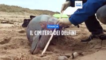 Scoperto in Francia il macabro cimitero dei delfini