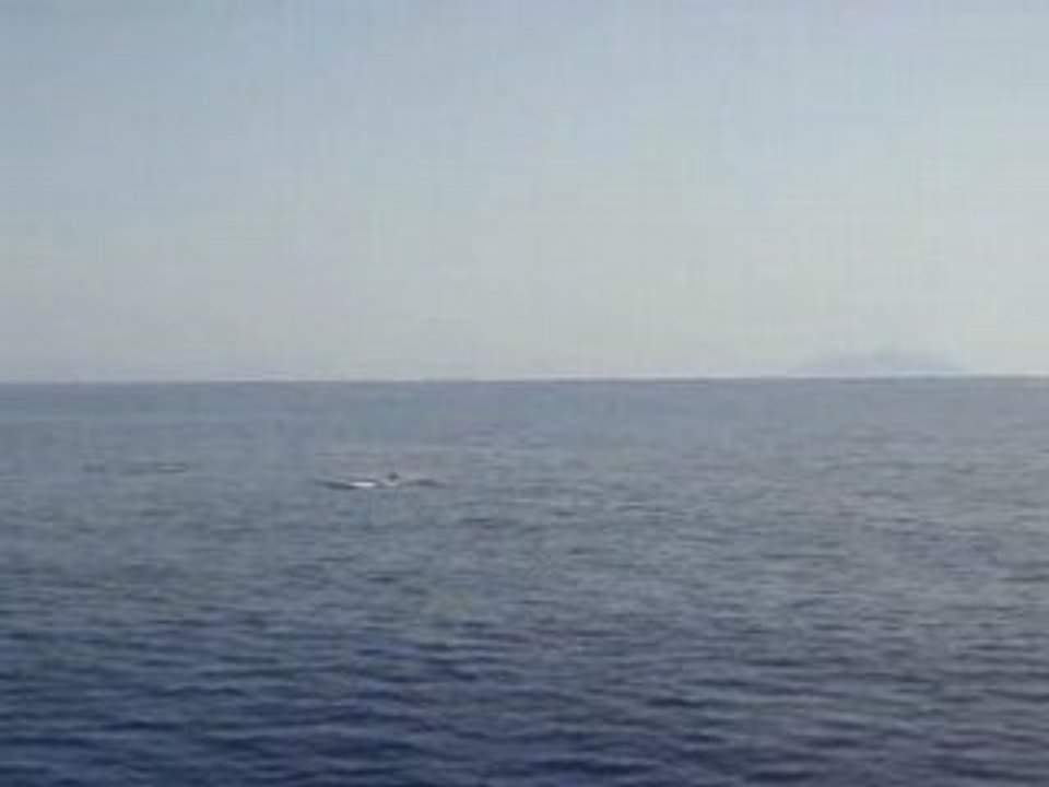 Dauphins