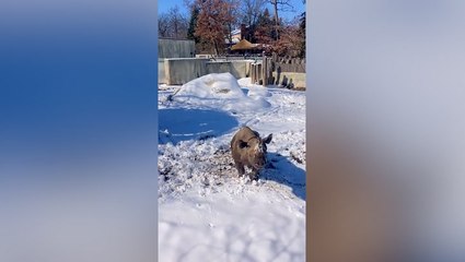 Black rhino frolics in ‘winter wonderland’ as snow hits Michigan zoo